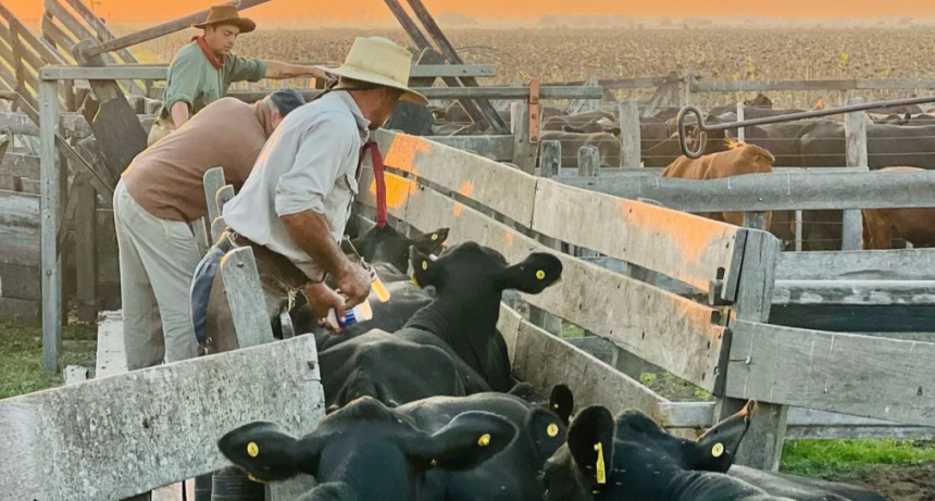 Senasa confirmó el calendario 2026 de vacunación antiaftosa: cuándo empieza y con qué categorías