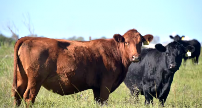 “Mayor cercanía”: renovaron una plataforma que da transparencia a la faena de hacienda