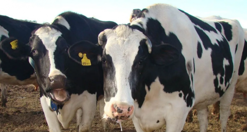 Calor extremo: anticipan niveles críticos de estrés térmico para bovinos de carne y leche